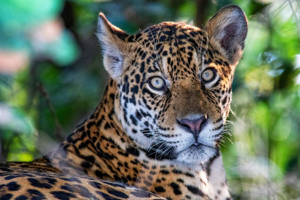 baby tiger staring directly to the camer