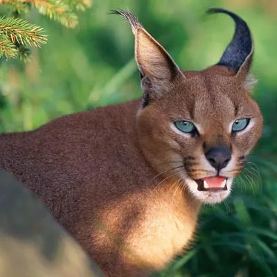 wild cat with sharps ears