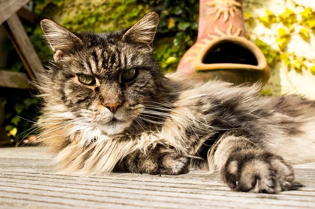 furry, big cat laying down in the sun